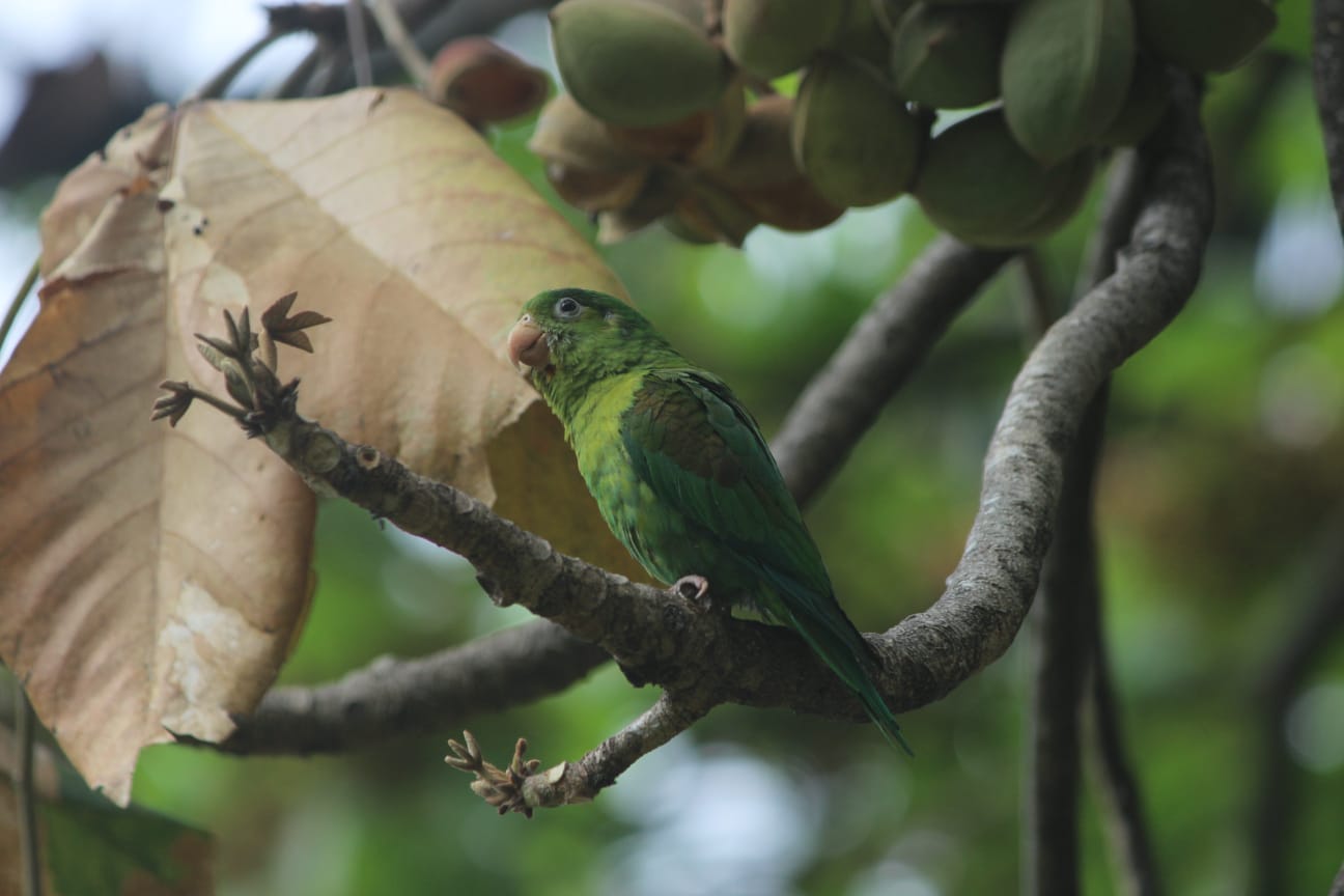 Periquito Barbinaranja